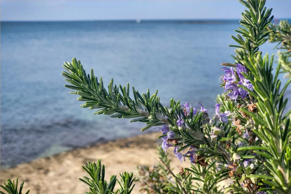 10 best Benefits of Rosemary Oil for Hair Loss